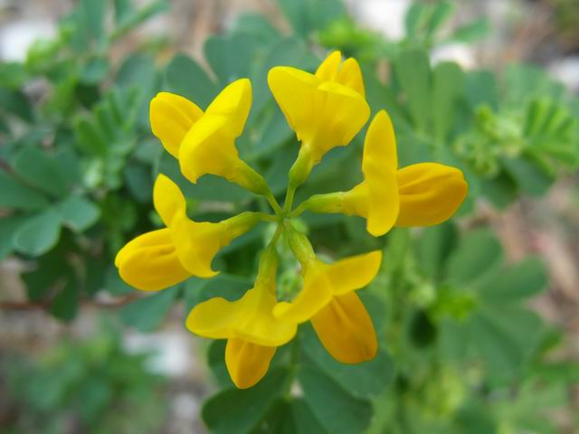 Coronilla valentina